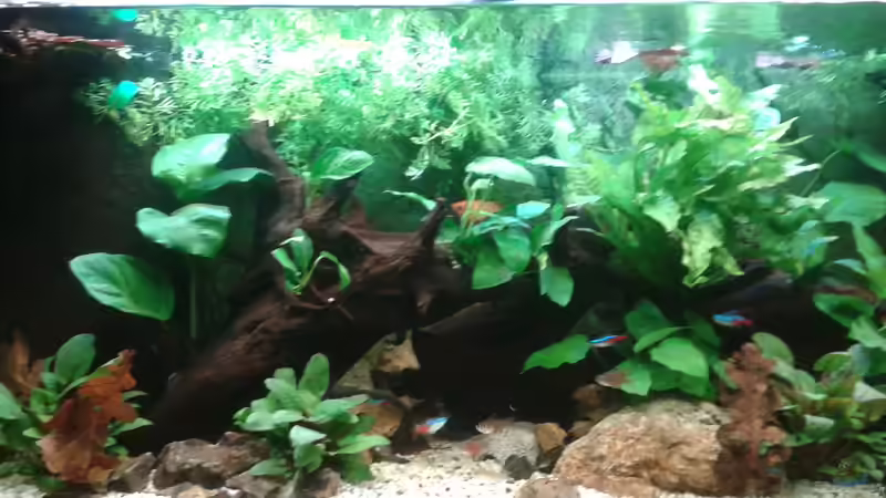 Aquarium Flusslauf von Sasche Meier (4)