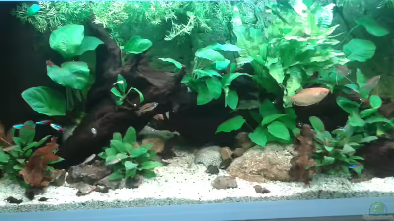 Aquarium Flusslauf von Sasche Meier (5)