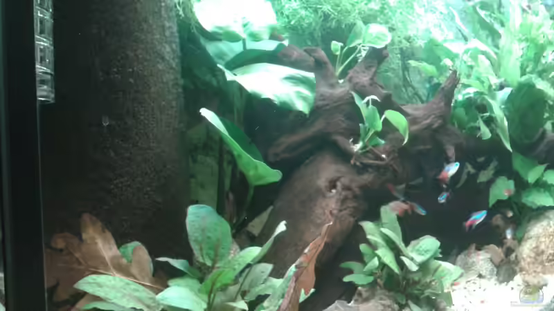 Aquarium Flusslauf von Sasche Meier (9)