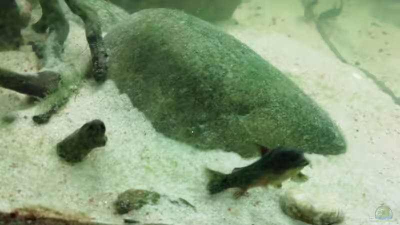 Aquarium Flussmündung - nur noch Beispiel von - Stephen - (10)