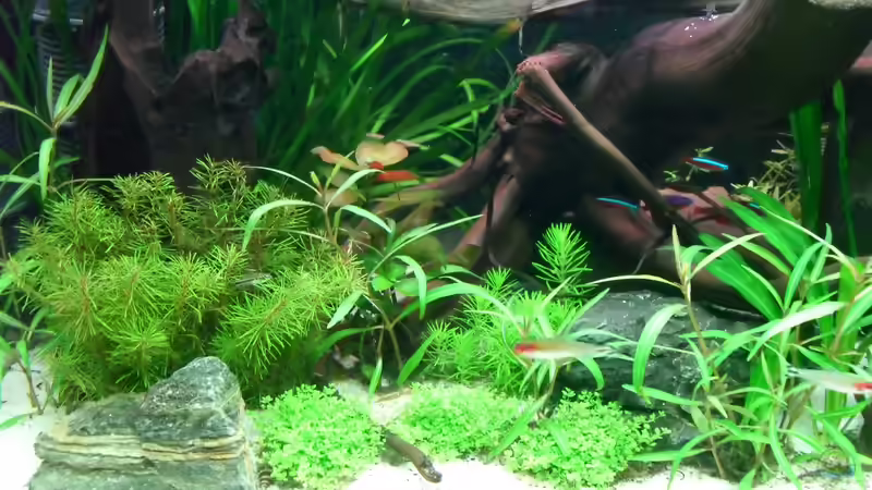 Aquarium Flussufer (aufgelöst) von Jan S. (10)