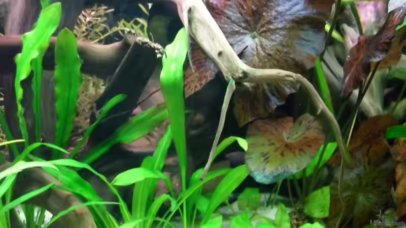 Aquarium Flussufer (aufgelöst) von Jan S. (11)