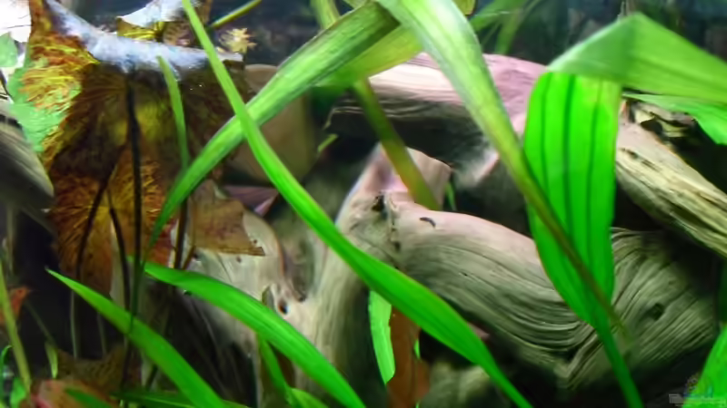 Aquarium Flussufer (aufgelöst) von Jan S. (12)