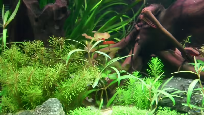 Aquarium Flussufer (aufgelöst) von Jan S. (13)