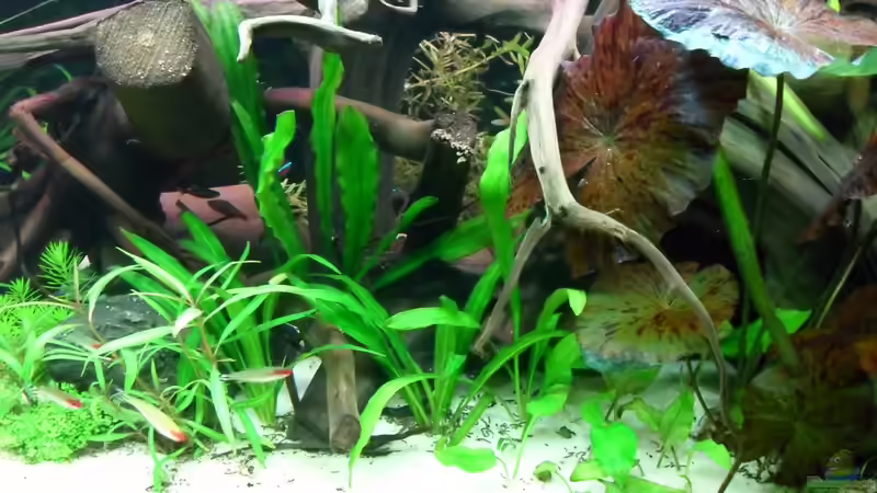 Aquarium Flussufer (aufgelöst) von Jan S. (14)