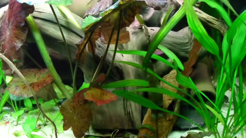 Aquarium Flussufer (aufgelöst) von Jan S. (15)