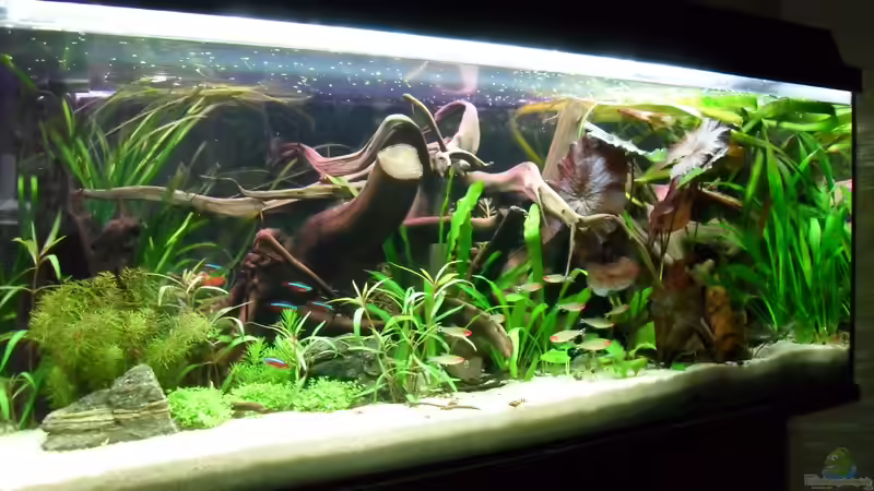 Aquarium Flussufer (aufgelöst) von Jan S. (2)