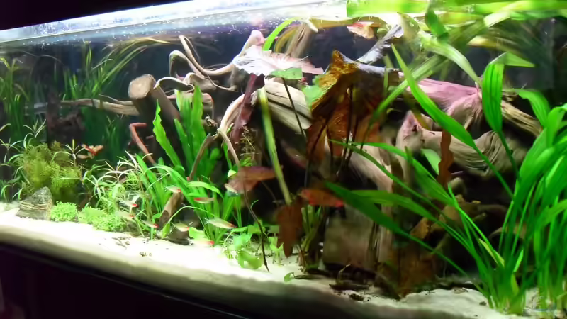 Aquarium Flussufer (aufgelöst) von Jan S. (3)