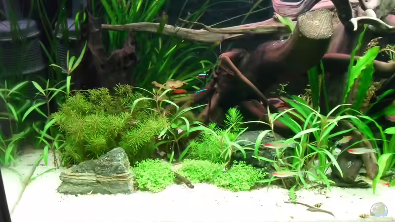 Aquarium Flussufer (aufgelöst) von Jan S. (4)