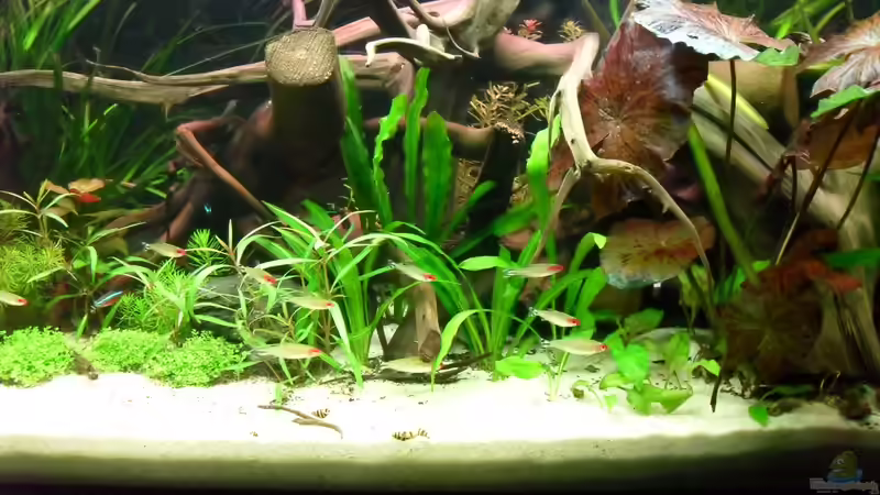 Aquarium Flussufer (aufgelöst) von Jan S. (5)