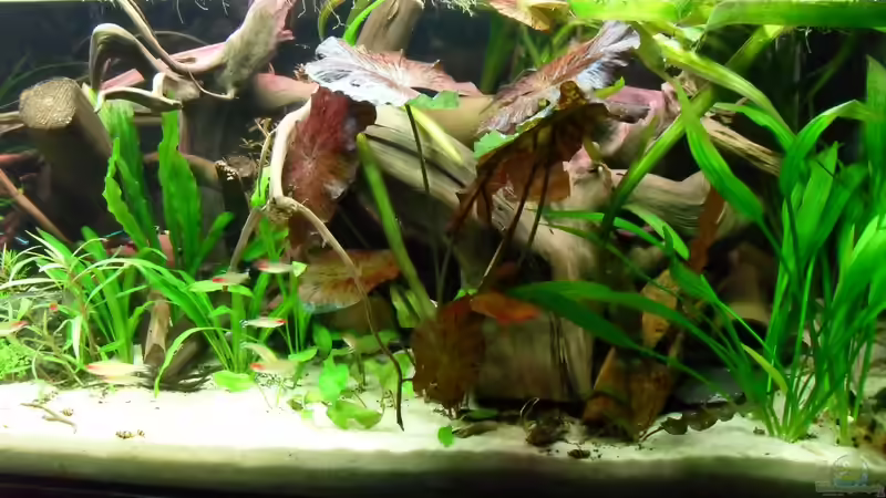 Aquarium Flussufer (aufgelöst) von Jan S. (6)