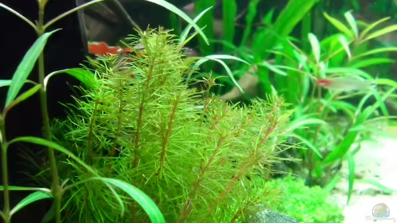 Aquarium Flussufer (aufgelöst) von Jan S. (7)