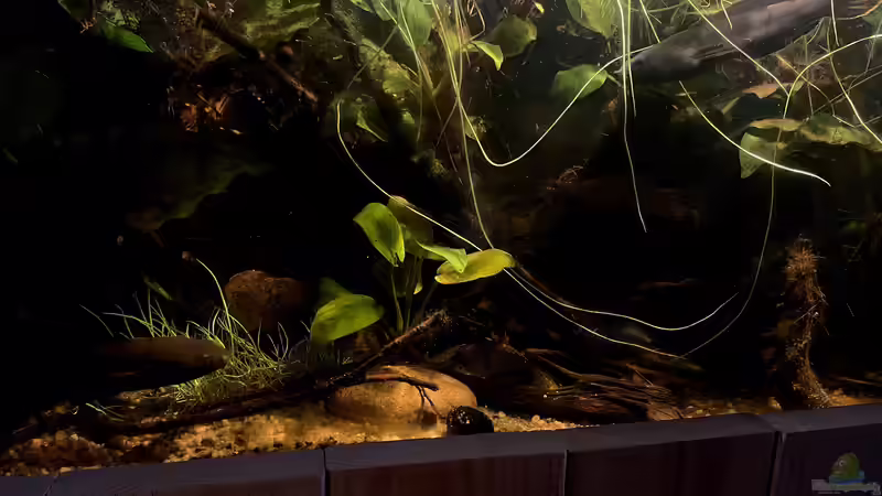 Aquarium Flussufer für Channa sp. Laos Fireback von Jaenu00 (10)