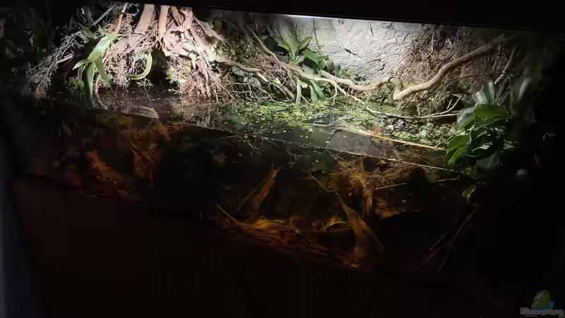 Aquarium Flussufer für Channa sp. Laos Fireback von Jaenu00 (2)