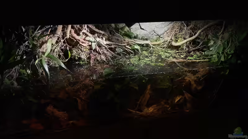 Aquarium Flussufer für Channa sp. Laos Fireback von Jaenu00 (3)