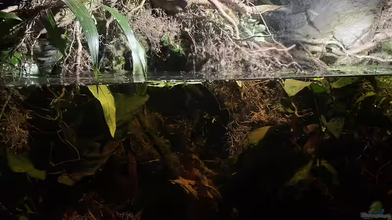 Aquarium Flussufer für Channa sp. Laos Fireback von Jaenu00 (4)