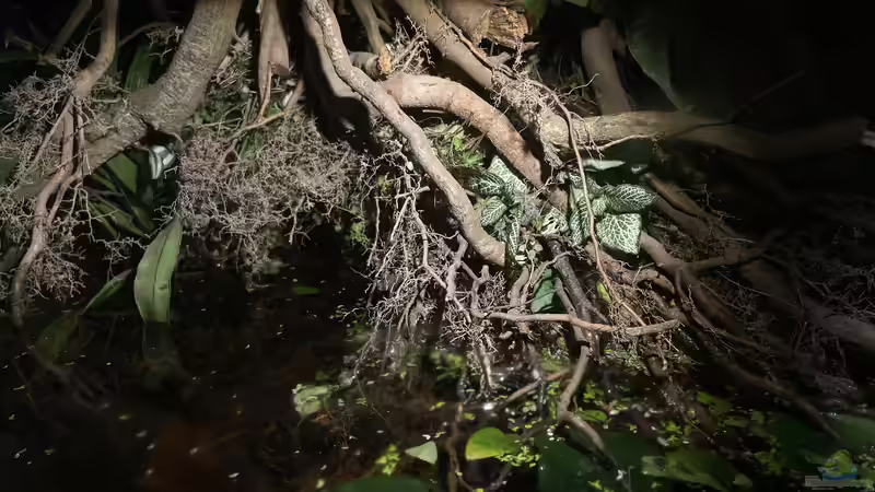 Aquarium Flussufer für Channa sp. Laos Fireback von Jaenu00 (5)