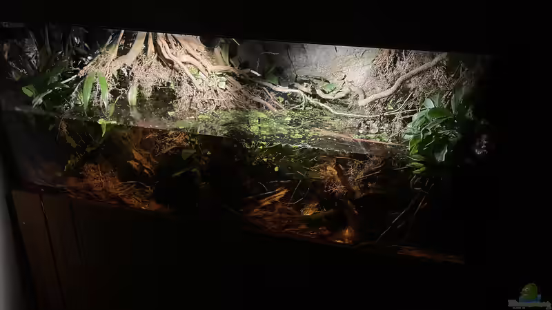 Aquarium Flussufer für Channa sp. Laos Fireback von Jaenu00 (6)