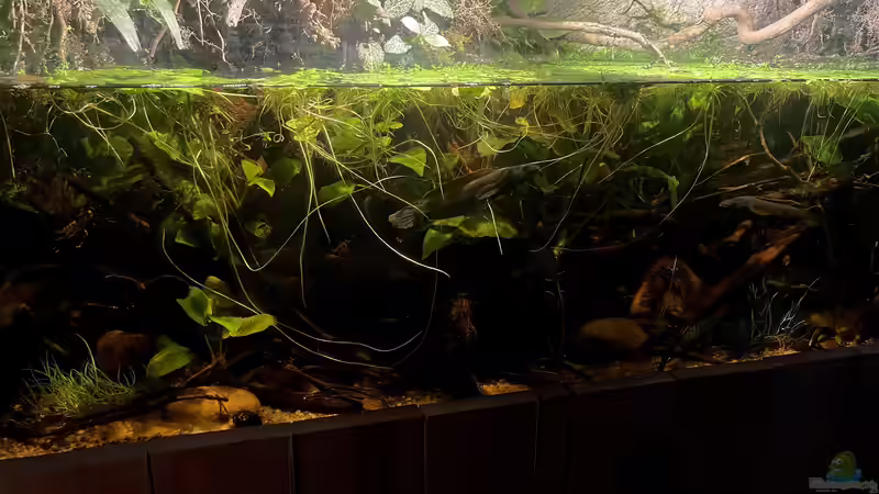 Aquarium Flussufer für Channa sp. Laos Fireback von Jaenu00 (9)