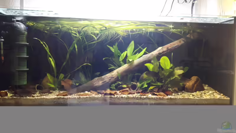 Aquarium Flussufer im Amazonasgebiet von Fichte (2)