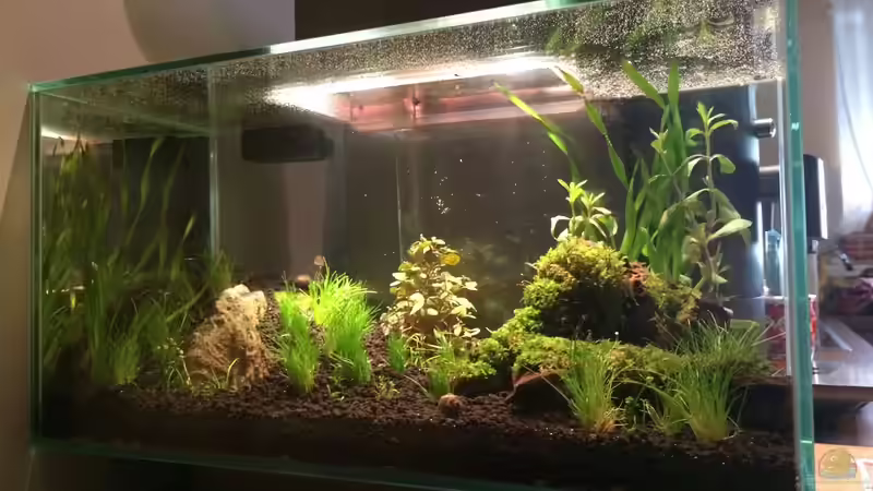 Aquarium Fluval Edge - A second live von hawaii (15)