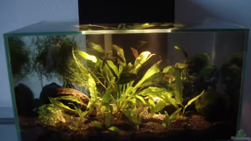 Aquarium Fluval Edge Black Bee von Lukas Szewczyk (2)