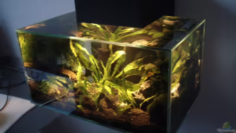 Aquarium Fluval Edge Black Bee von Lukas Szewczyk (3)