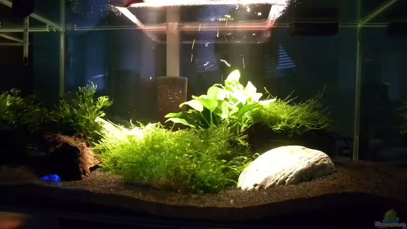 Aquarium Fluval Edge von I.R.C.H.A (4)