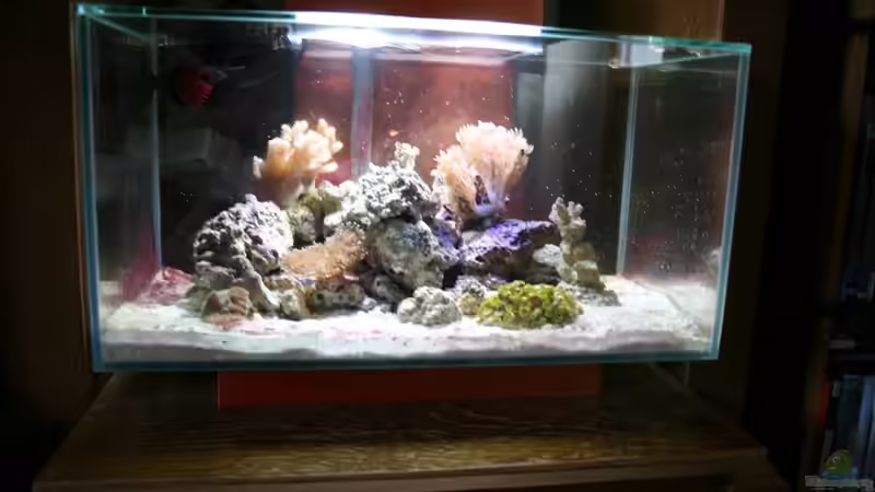 Aquarium Fluval Nanoriff von Stalker (2)