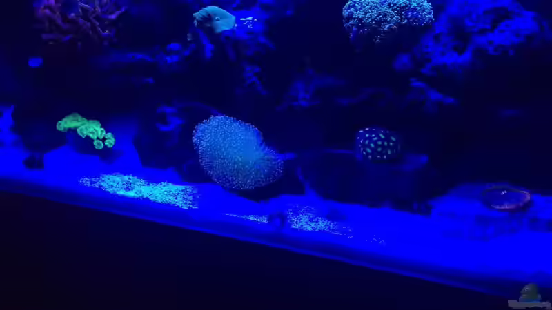 Aquarium Fluval Reef M90 von bein666 (2)