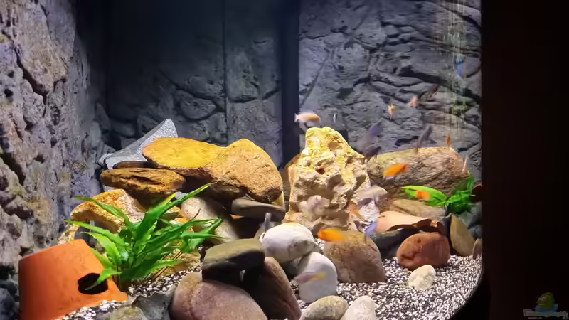 Aquarium Fluval Venezia 350 Eckaquarium von Steffen und Felix (11)