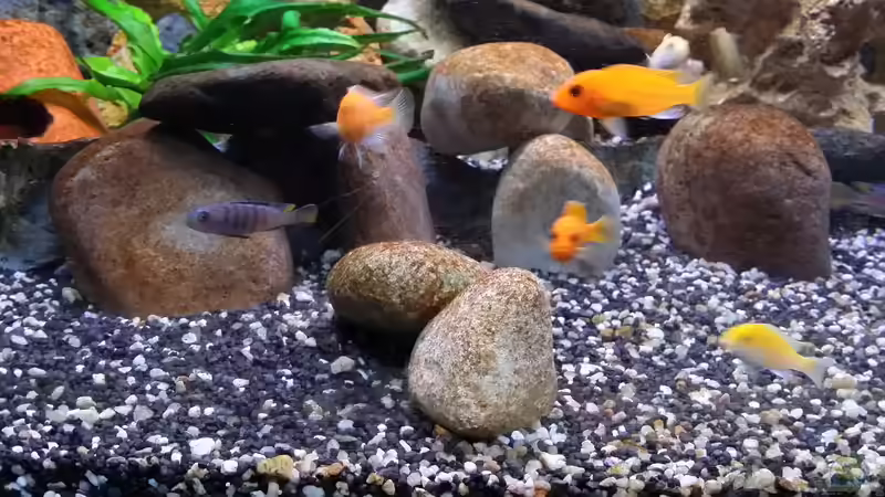 Aquarium Fluval Venezia 350 Eckaquarium von Steffen und Felix (12)