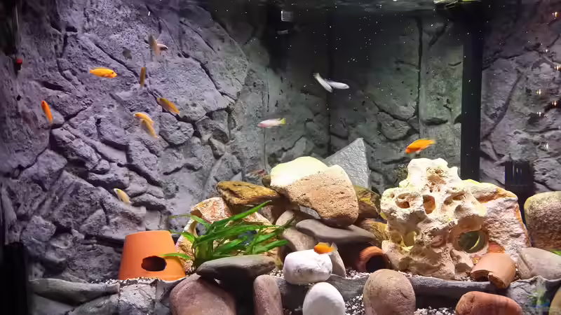 Aquarium Fluval Venezia 350 Eckaquarium von Steffen und Felix (13)