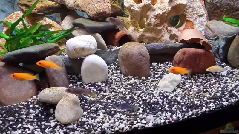 Aquarium Fluval Venezia 350 Eckaquarium von Steffen und Felix (15)