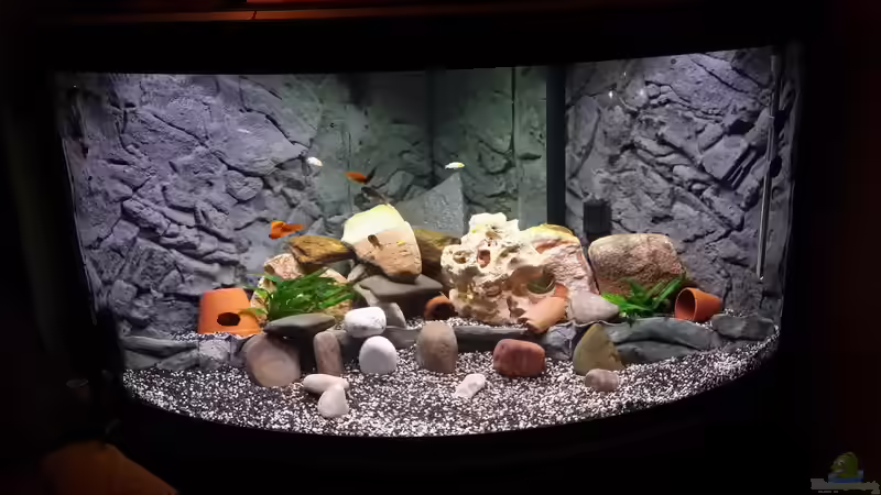 Aquarium Fluval Venezia 350 Eckaquarium von Steffen und Felix (18)