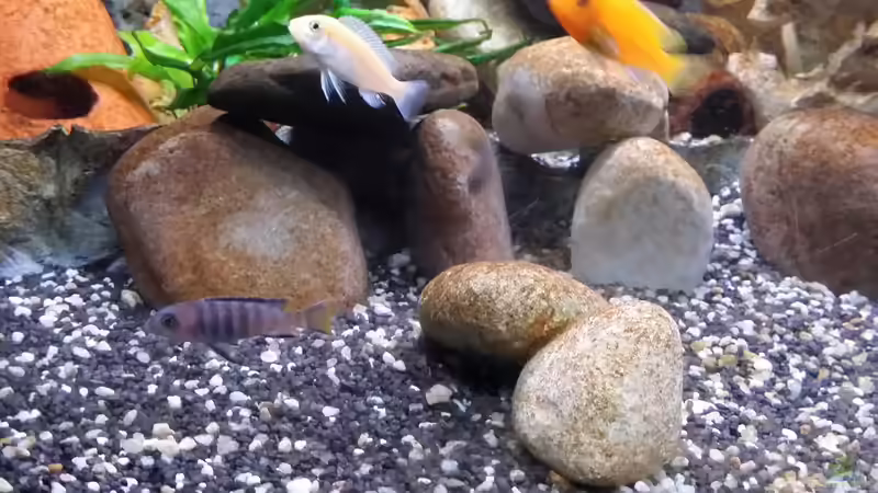 Aquarium Fluval Venezia 350 Eckaquarium von Steffen und Felix (19)