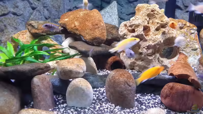 Aquarium Fluval Venezia 350 Eckaquarium von Steffen und Felix (20)