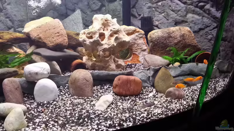 Aquarium Fluval Venezia 350 Eckaquarium von Steffen und Felix (21)