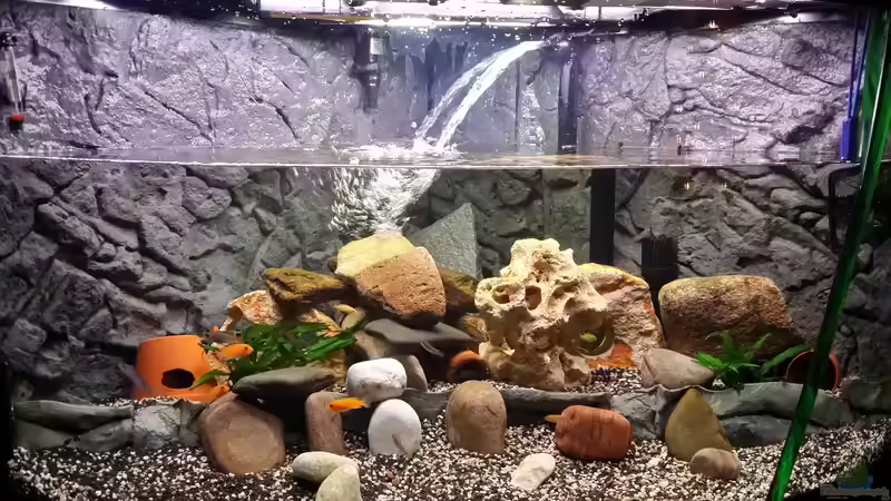Aquarium Fluval Venezia 350 Eckaquarium von Steffen und Felix (22)