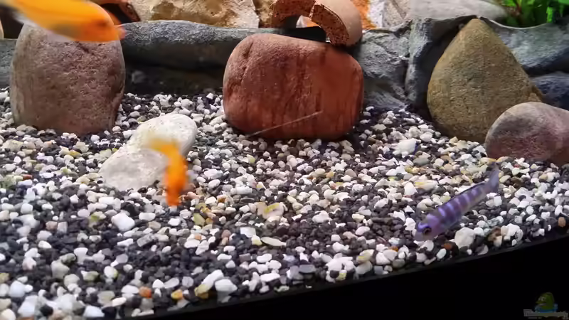 Aquarium Fluval Venezia 350 Eckaquarium von Steffen und Felix (23)