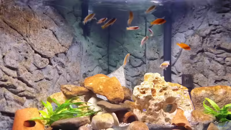 Aquarium Fluval Venezia 350 Eckaquarium von Steffen und Felix (24)