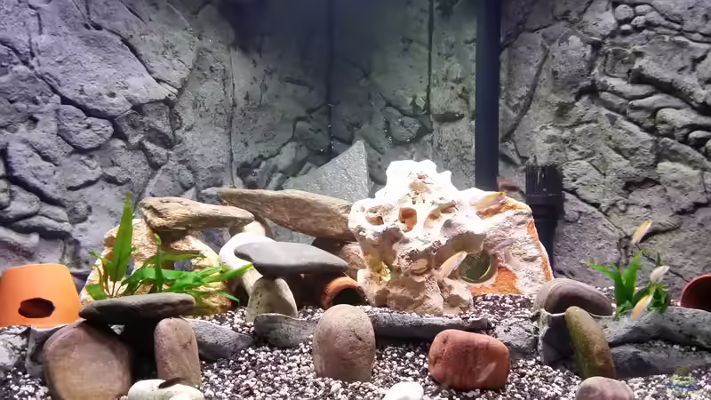 Aquarium Fluval Venezia 350 Eckaquarium von Steffen und Felix (25)