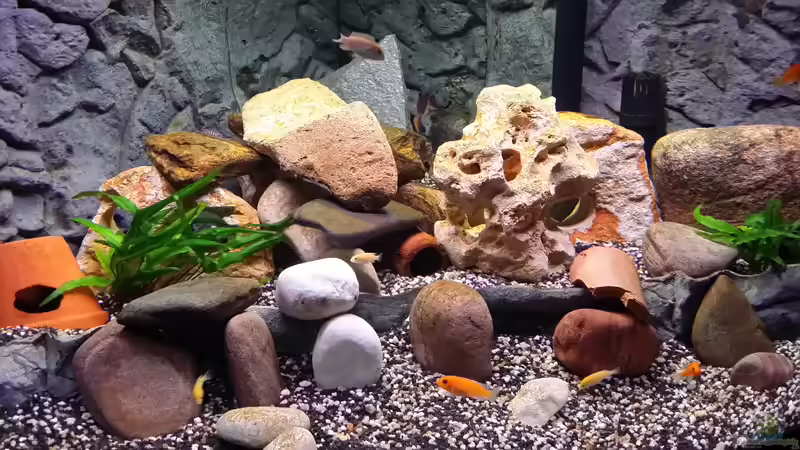 Aquarium Fluval Venezia 350 Eckaquarium von Steffen und Felix (26)