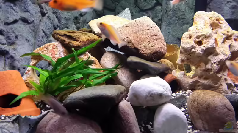 Aquarium Fluval Venezia 350 Eckaquarium von Steffen und Felix (27)