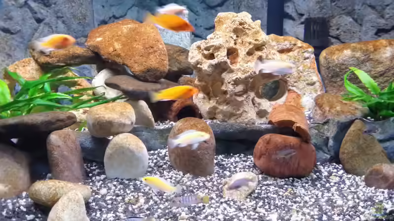 Aquarium Fluval Venezia 350 Eckaquarium von Steffen und Felix (28)