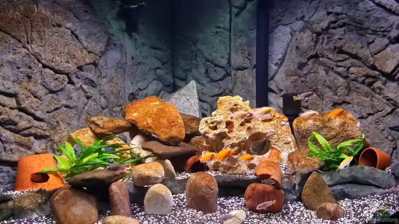 Aquarium Fluval Venezia 350 Eckaquarium von Steffen und Felix (29)