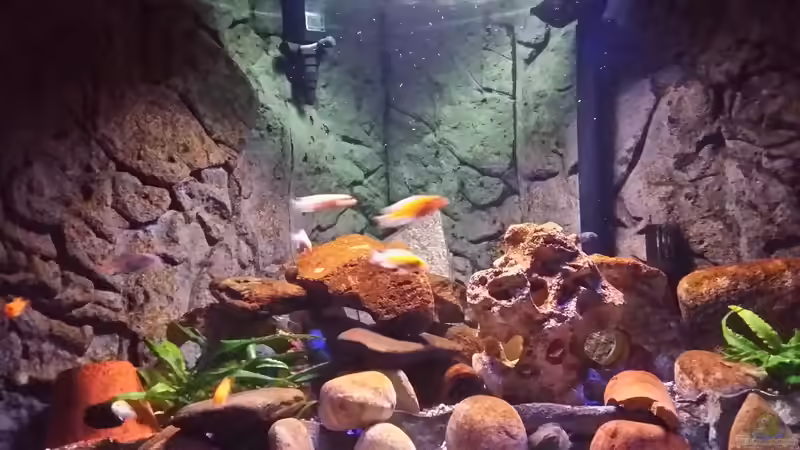 Aquarium Fluval Venezia 350 Eckaquarium von Steffen und Felix (30)