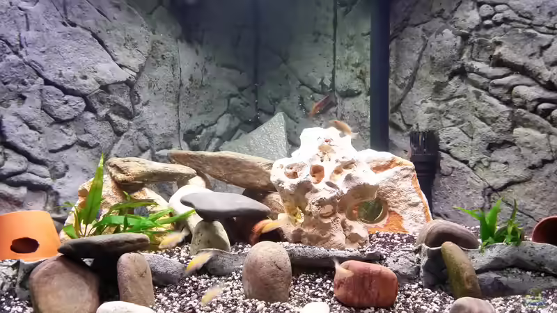 Aquarium Fluval Venezia 350 Eckaquarium von Steffen und Felix (31)