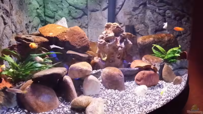 Aquarium Fluval Venezia 350 Eckaquarium von Steffen und Felix (33)