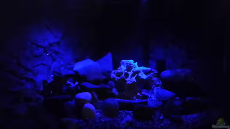 Aquarium Fluval Venezia 350 Eckaquarium von Steffen und Felix (34)